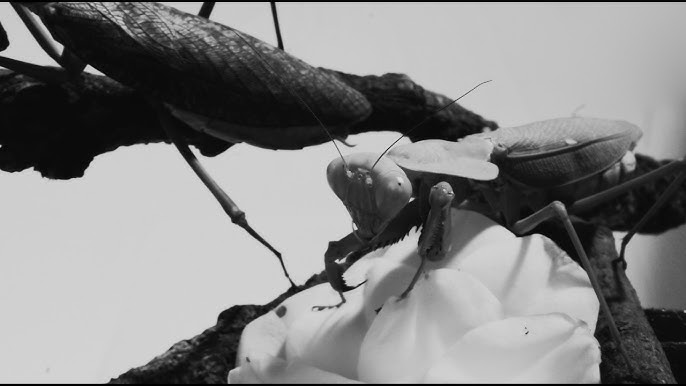 Courtney Barnett est de&nbsp;retour