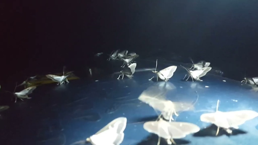 Tara Clerkin Trio dévoile un nouveau&nbsp;single