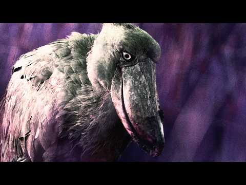 Group A.D. dévoile « Bird Of Parallax », son nouveau&nbsp;single
